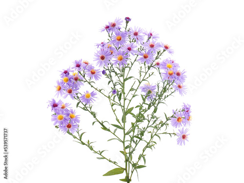 Photography Purple aster flowers isolated on white