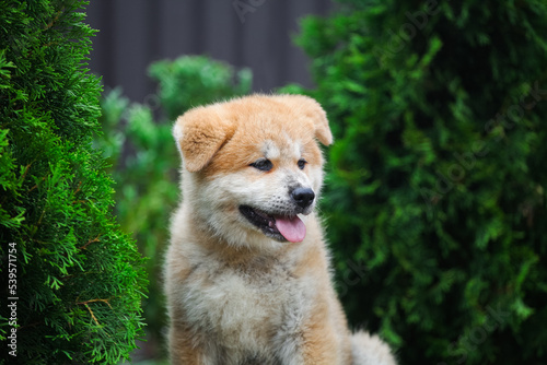 Japanese akita inu puppy in the park