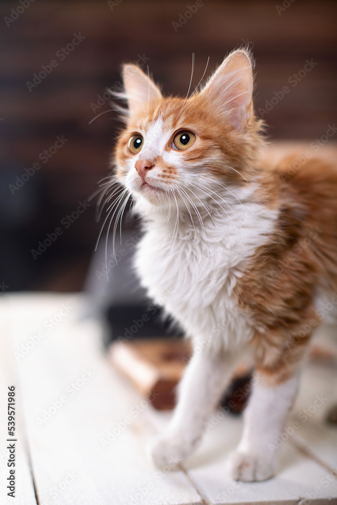 Curious and cute yellow tabby kitten walking on the table, hiding in the wooden crate on the table and playing Curious and cute yellow tabby kitten walking on the table, hiding in the wooden crate on the table and playing