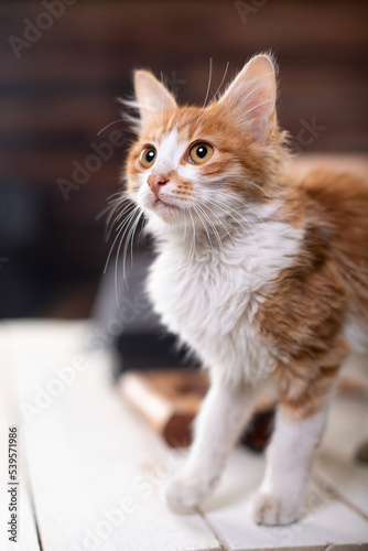 Curious and cute yellow tabby kitten walking on the table, hiding in the wooden crate on the table and playing