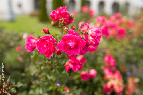 Wallpaper Mural Roses in the garden close-up. A group of roses with green leaves in the garden. Pink roses in a flower bed. Pink flowers in the garden. Torontodigital.ca