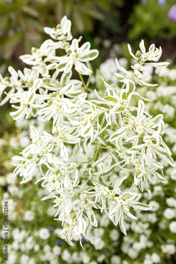 White small flowers on a flower bed. Background of white flowers. Vertical photo. White small flowers on a flower bed. Background of white flowers. Vertical photo.