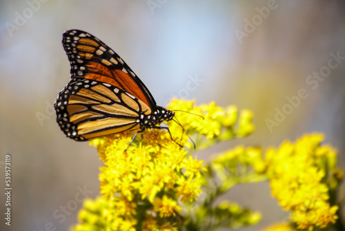 Monarch Butterfly Closeup © francis