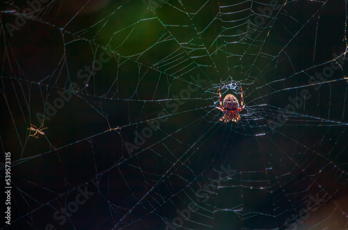 Spider on Web in the Woods