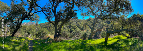 Fototapeta Naklejka Na Ścianę i Meble -  Oak Grove at Gaviota State Park, Santa Barbara County