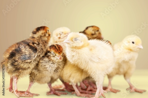 The little yellow chickens in the smart farming. The animals farming business
