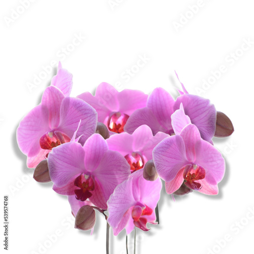 Fototapeta Naklejka Na Ścianę i Meble -  flower of the phalaenopsis orchid. Png file