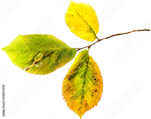 Autumn leaf png transparent
