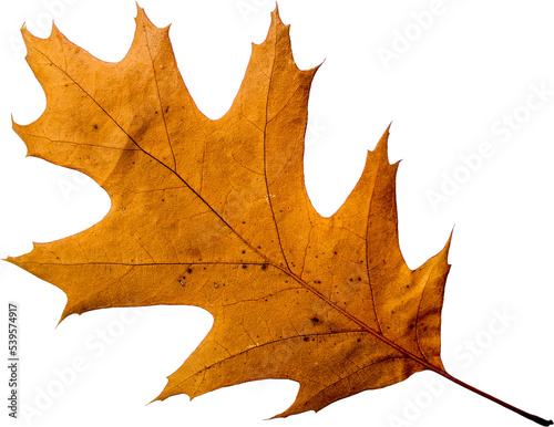 Autumn leaf png transparent