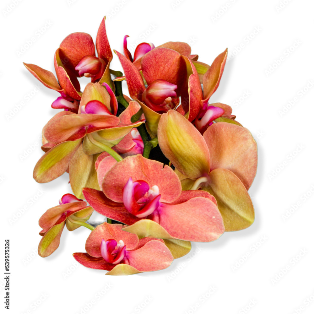flower of the phalaenopsis orchid. Png file flower of the phalaenopsis orchid. Png file