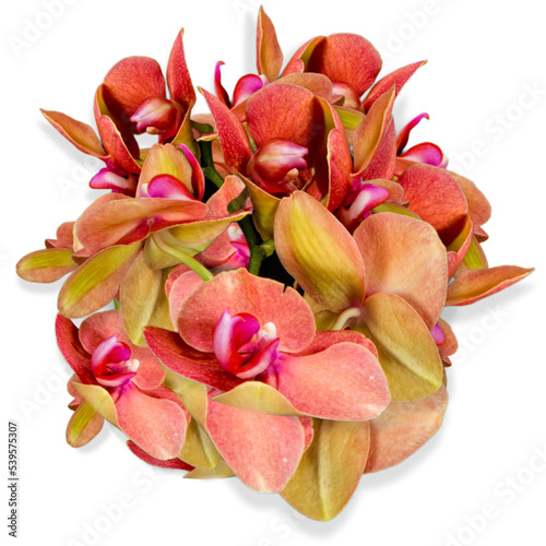 flower of the phalaenopsis orchid. Png file