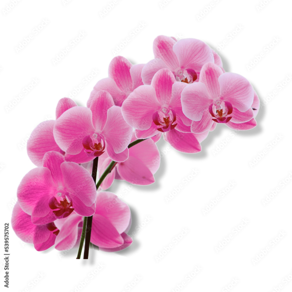 flower of the phalaenopsis orchid. Png file