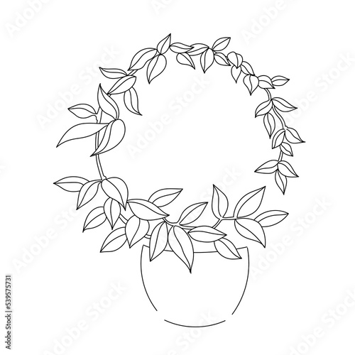 vector illustration drawing line home plant hoya