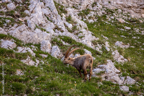Alpine ibex picture taken in Julian alps  Slovenia 