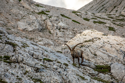 Alpine ibex picture taken in Julian alps, Slovenia  © klemen