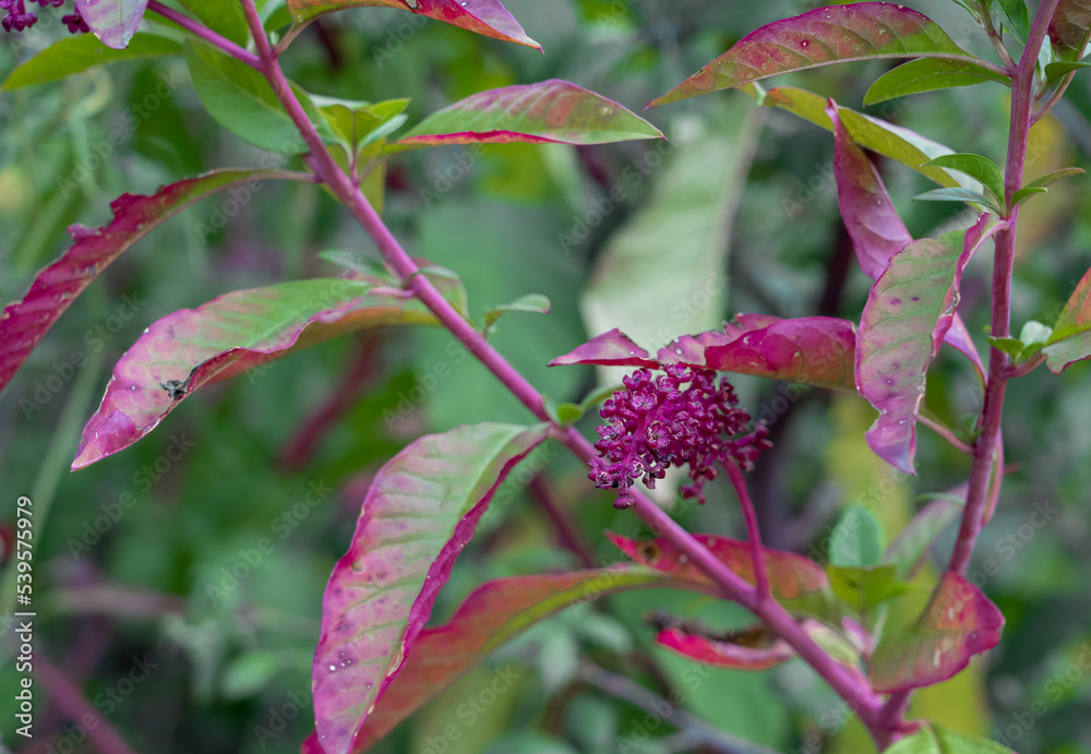 Obraz premium detailed close-up of Pokeweed raceme (dragonberries, inkberries, poke sallet, phytolacca americana, american pokeweed)