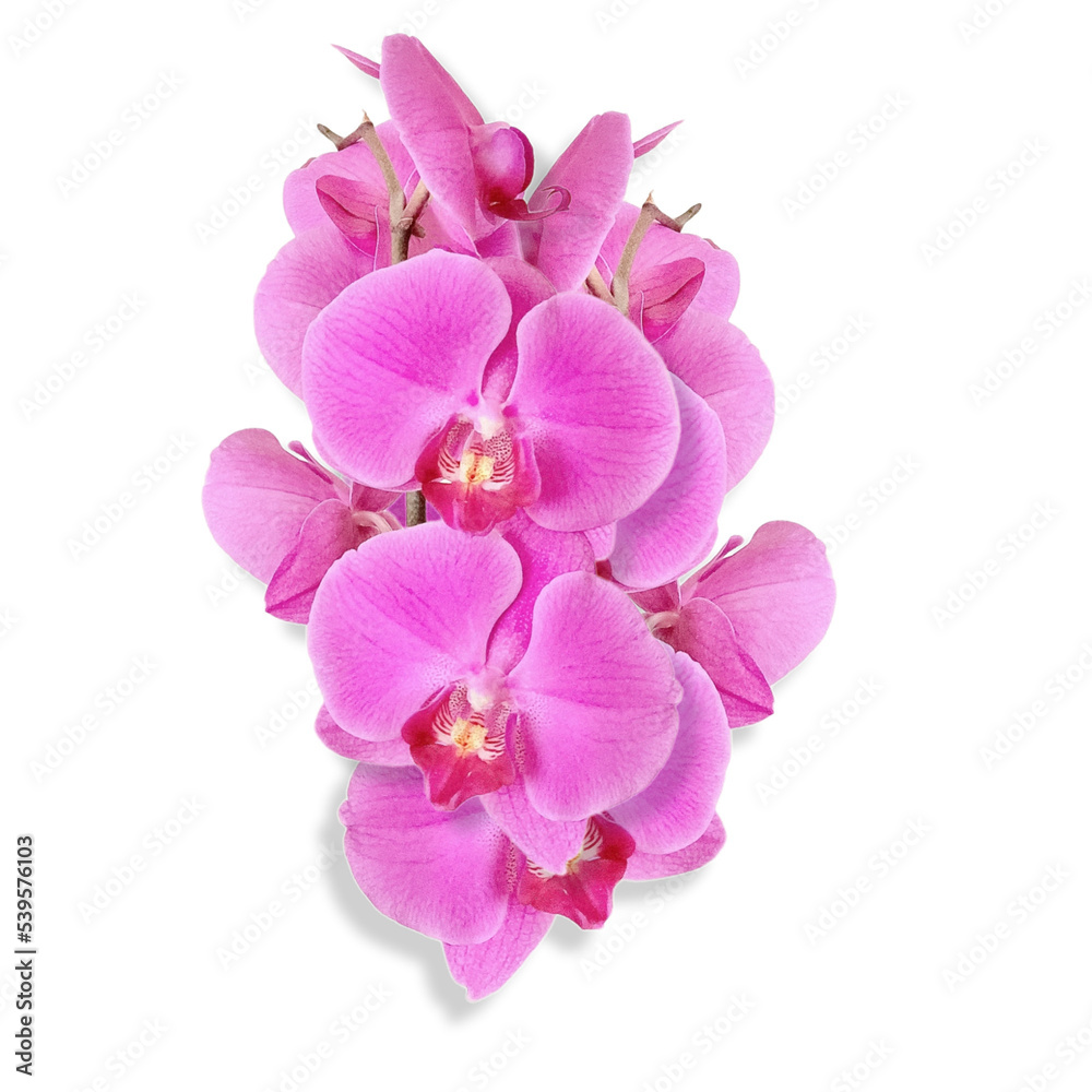 flower of the phalaenopsis orchid. Png file flower of the phalaenopsis orchid. Png file