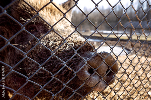 Close-up of a boar's nose in a pigsty behind bars