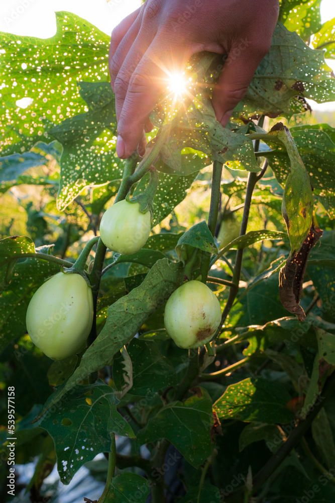 Thai Eggplant growing in Garden Stock Photo Adobe Stock