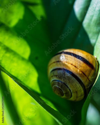 Close-up of a snail shell on a green leaf in sunlight, selective focus, natural background image photo