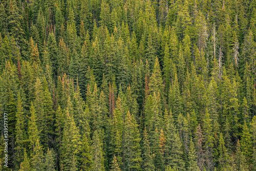 Pine Trees in the Canadian Rockies