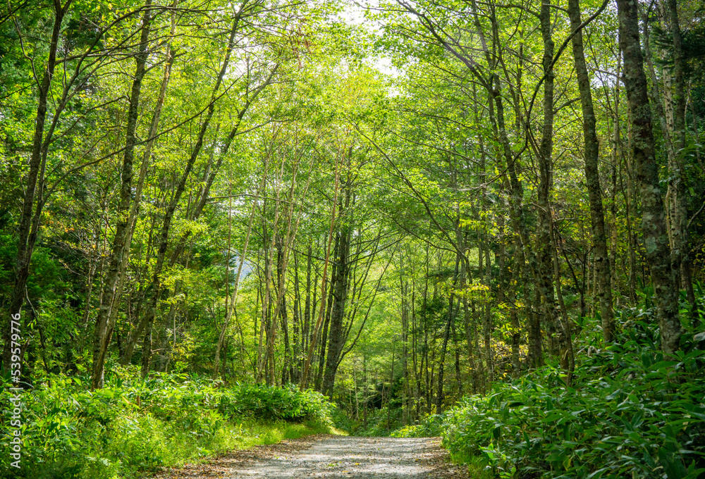 Obraz premium 上高地 治山運搬路