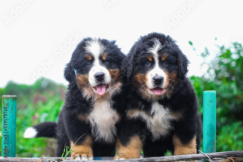 Many Bernese Mountain Dog puppies are walking