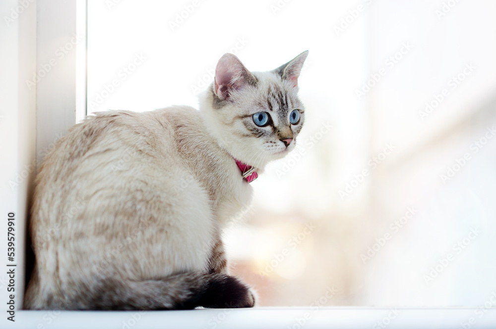 Blue eyed tabby color kitten sitting at the window