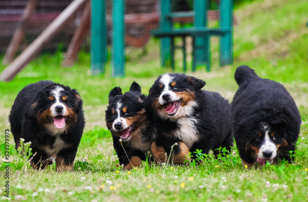 Many Bernese Mountain Dog puppies are walking