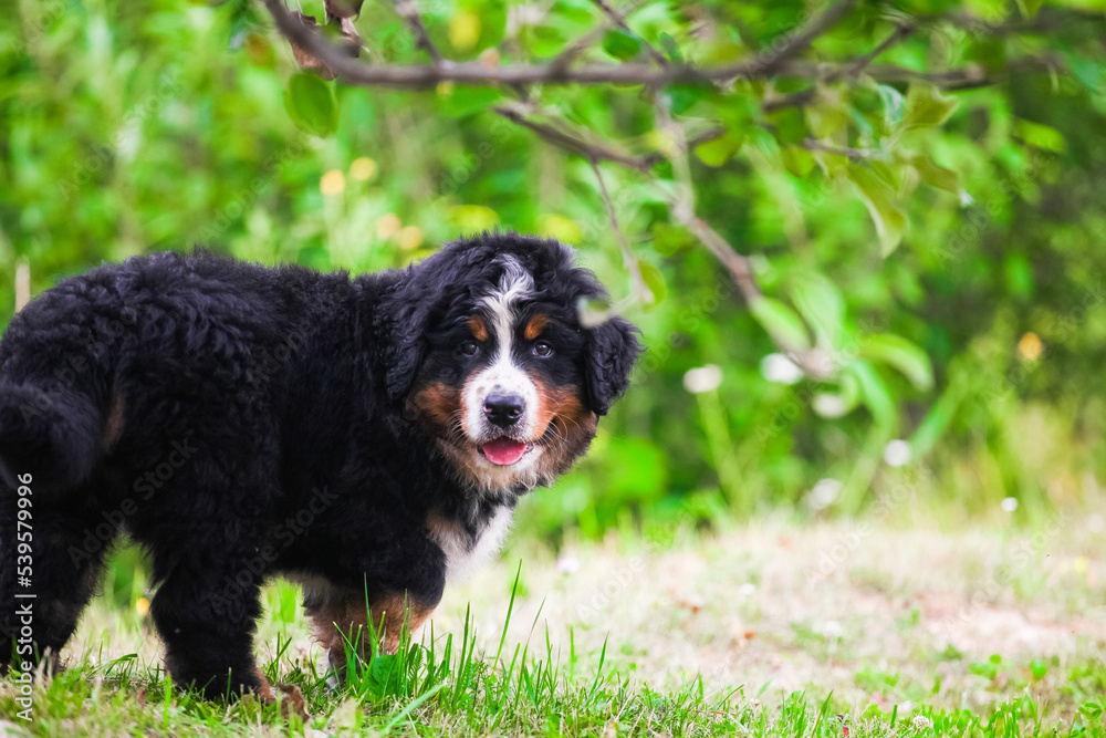 Bernese Mountain Dog puppy walking Bernese Mountain Dog puppy walking