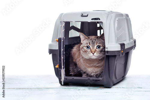 Obraz na płótnie Cat sitting in the plastic pet carrier box