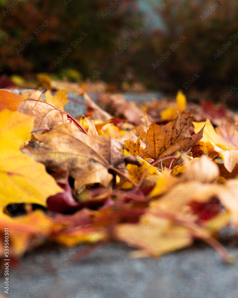 Leaf Leaf