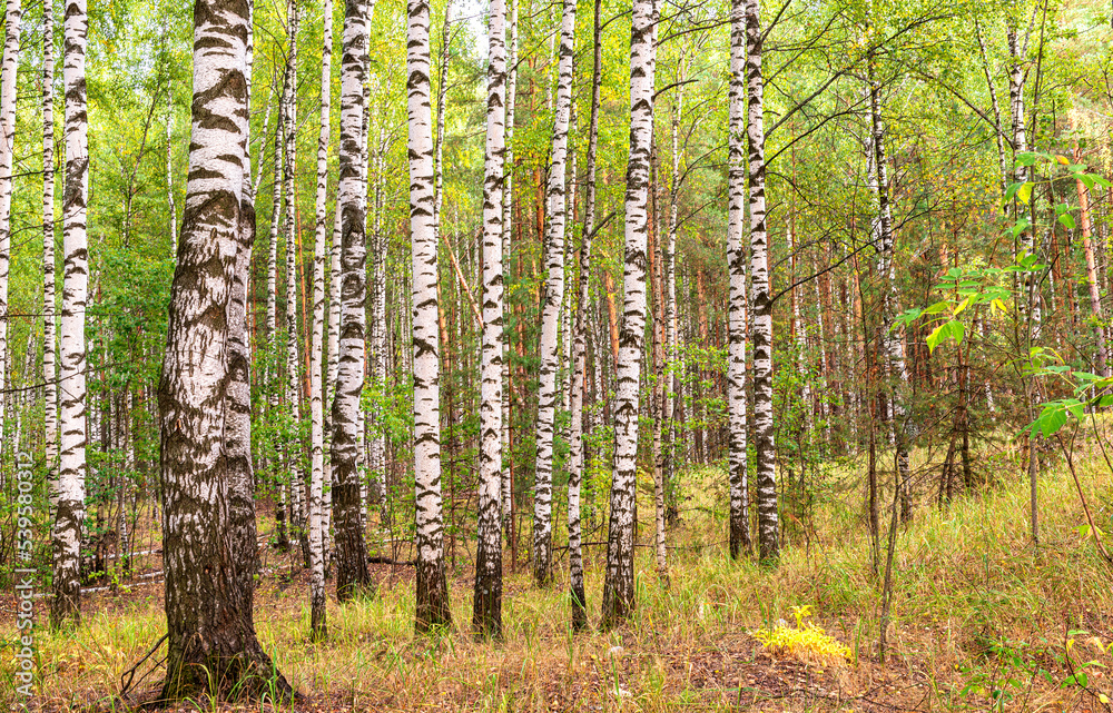 Fototapeta premium Landscape of autumn birch forest