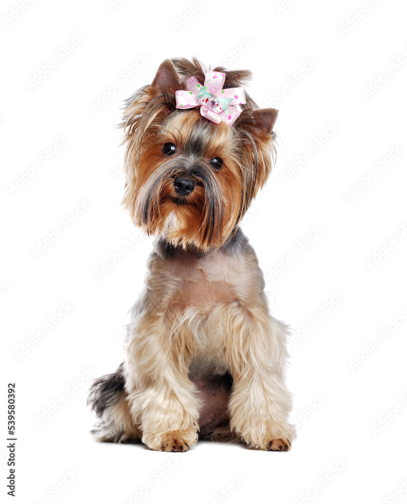 Front view portrait of a cute Yorkshire Terrier in a white studio Front view portrait of a cute Yorkshire Terrier in a white studio