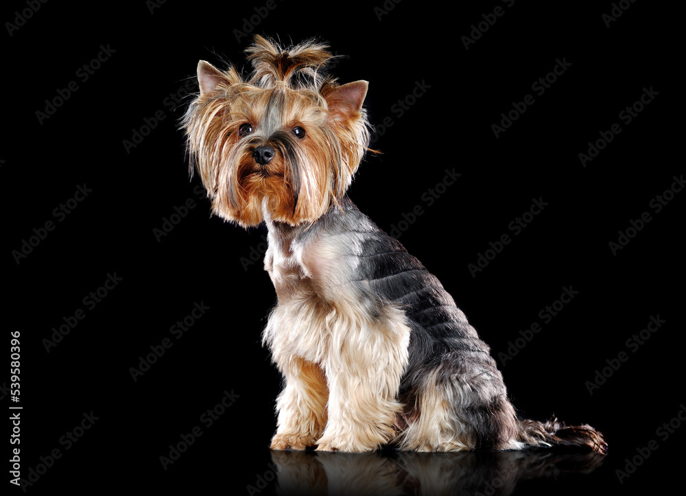 Full length picture of a sitting Yorkshire Terrier  isolated on black studio background