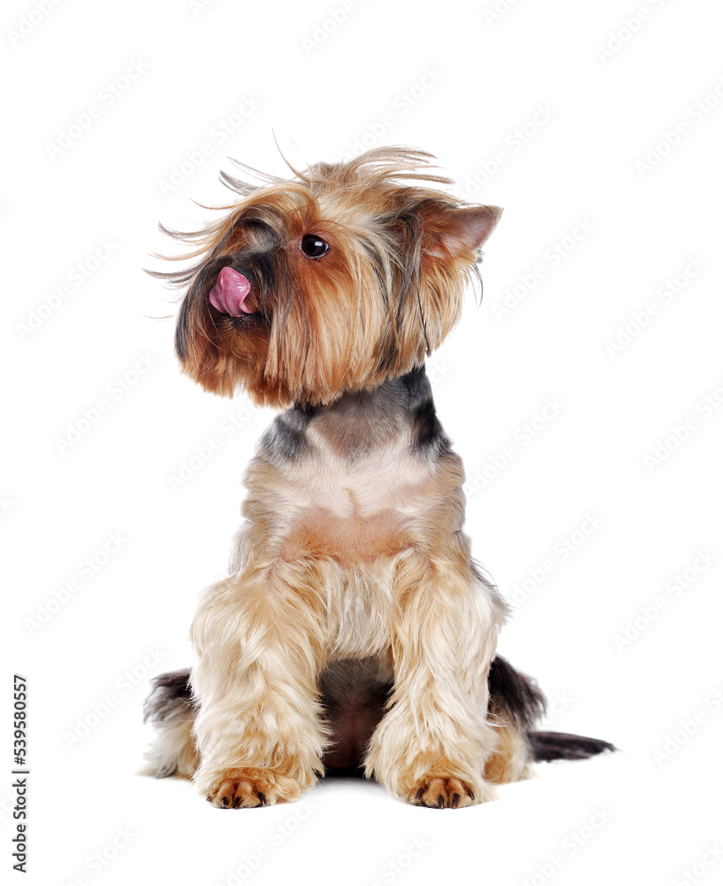 Sitting Yorkshire Terrier with a wild hair licking his nose Sitting Yorkshire Terrier with a wild hair licking his nose