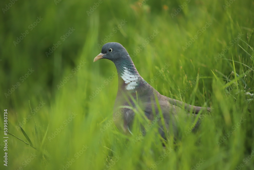 Common wood pigeon (Columba palumbus) standing in the grass, Poland Common wood pigeon (Columba palumbus) standing in the grass, Poland