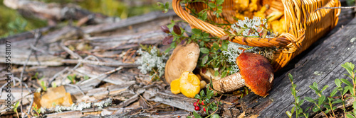 Forest mushroom boletus, cep, porcini, chanterelle collected in a wooden wicker basket. Late summer and autumn harvest. Natural food. Karelia region. Banner copy space for text
