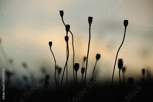 Silhouettes of seed heads of poppy flowers during sunset