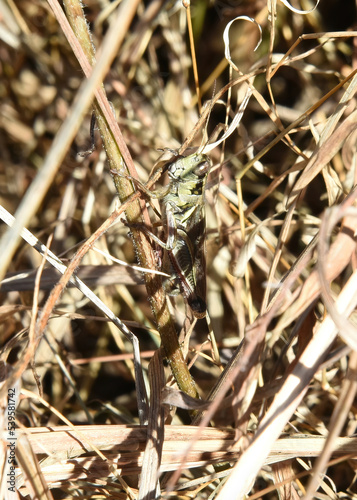 Hiding in the autumn grasses, a Red-Legged Grasshopper, Melanoplus femurrubrum, tries to avoid predators