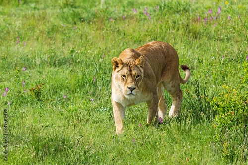 Wild lioness Hunting on a green grass