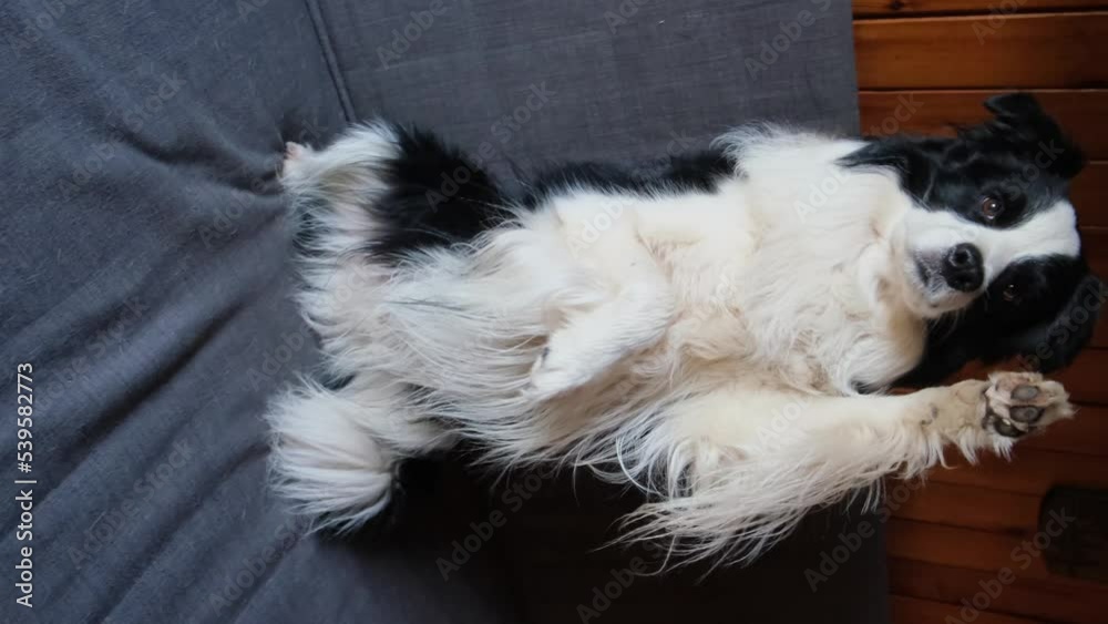 Funny portrait of puppy dog border collie sitting on couch indoor. Cute pet dog resting on sofa at home. Pet animal concept. Funny emotional dog Funny portrait of puppy dog border collie sitting on couch indoor. Cute pet dog resting on sofa at home. Pet animal concept. Funny emotional dog