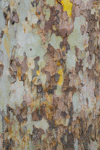 Texture of Sycamore Tree (Platanus, Plane-tree) bark. Close-up of natural camouflage tree background for design. Camouflage pattern and multi-layer structure of the wood surface