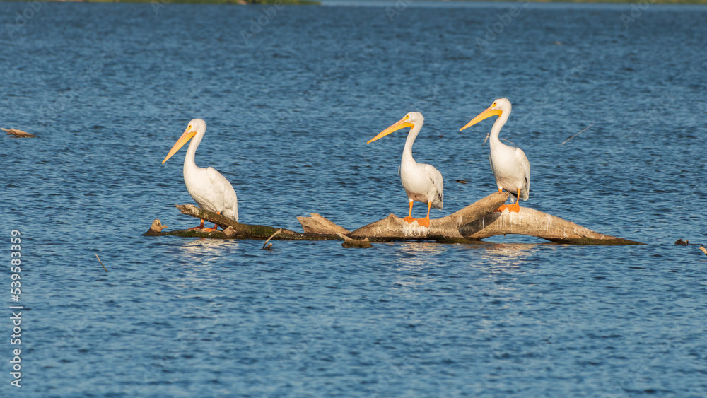 pelicans on the beach