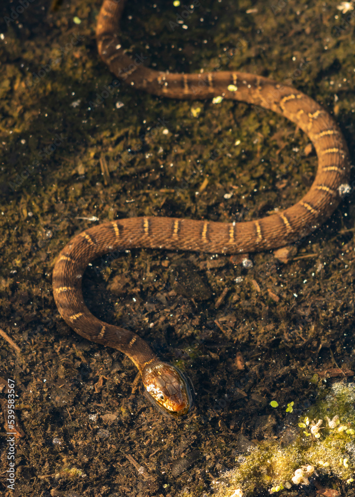 snake in the water