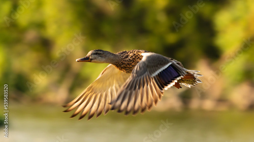 flying duck over the lake