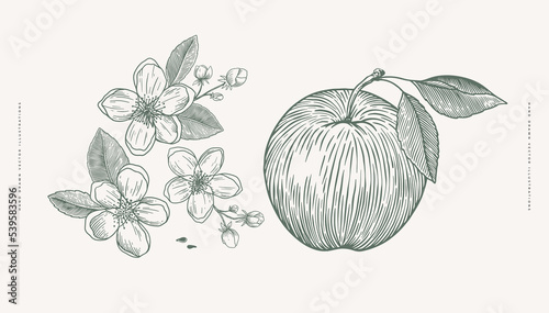 Hand-drawn apple and flowers in engraving style. Dessert fruits sliced and whole. Design element for markets, shops, cafes, restaurants, and packaging. Vintage botanical illustration.