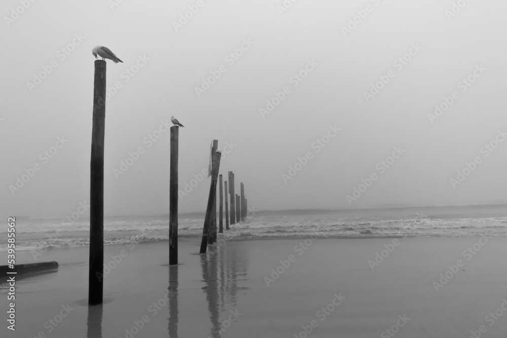 Fototapeta premium Birds on the beach