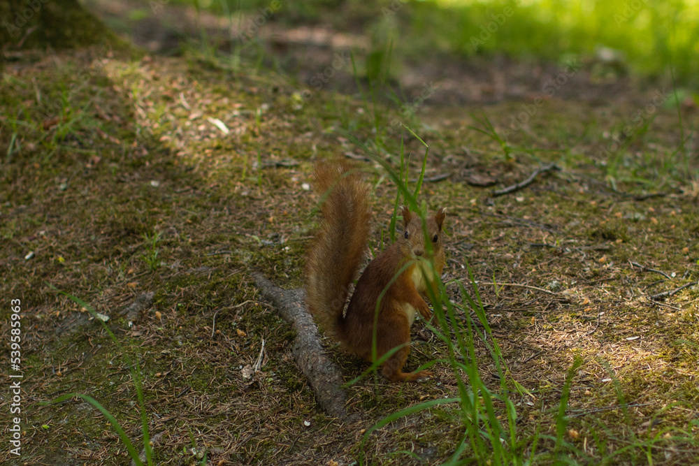 The close-up shot of a cute squirrel on a tree The close-up shot of a cute squirrel on a tree