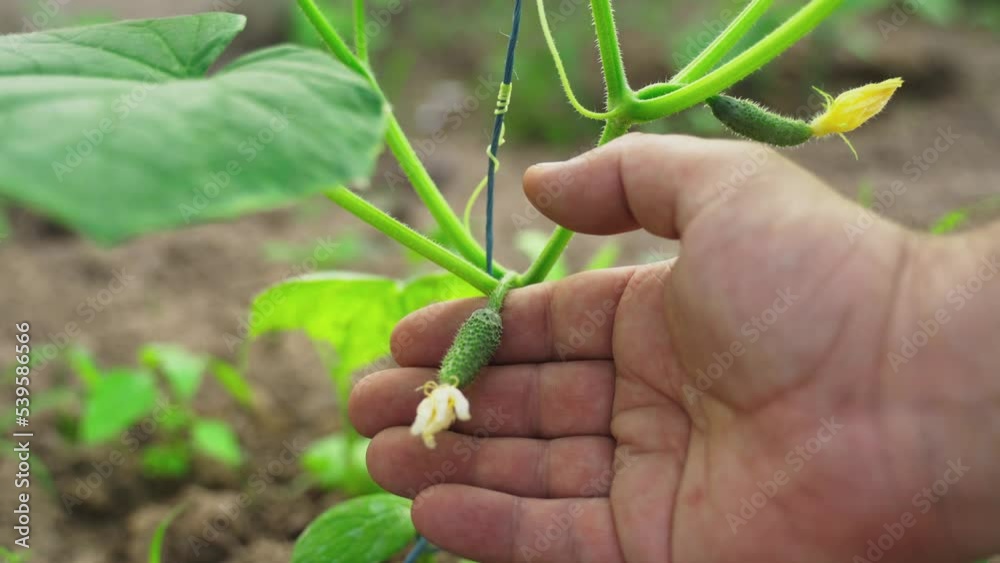 A farmer examines the resulting cucumber fruit in a greenhouse. Close-up.
